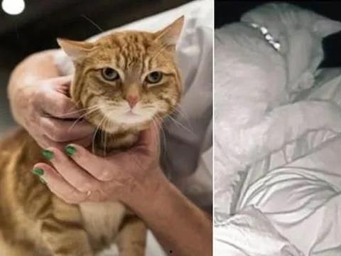 猫咪爆料视频大全播放网站,萌宠瞬间，笑料横生！  第3张