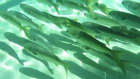 海洋鱼类视频爆料,揭秘海洋鱼类神秘生活 第2张 海洋鱼类视频爆料,揭秘海洋鱼类神秘生活 第2张